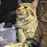 Raven joined the competition — help win amazing prizes! animal, blep, cat, closeup, cozy, cute, feline, fur, indoor, mammal, paw, pet, relaxed, resting, sleepy, striped, sunlight, tabby, tongue_out, whiskers
