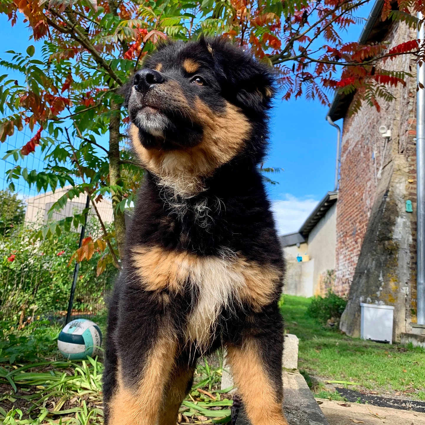 Vico a rejoint le concours — aidez-le/la à gagner de superbes lots ! animal, architecture, ball, brick, building, canine, dog, football, grass, leaf, outdoors, pet, plant, puppy, shelter, soccer, soccerball, sphere, sport, tree