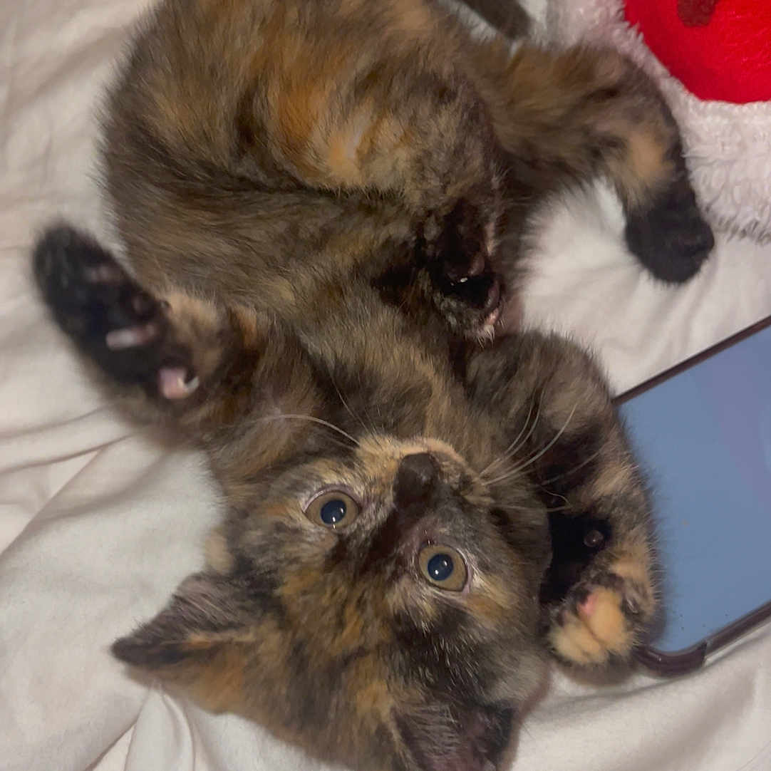 Flora joined the competition — help win amazing prizes! abyssinian, animal, bed, blanket, bodypart, brasssection, canine, cat, couch, dog, furniture, horn, kitten, manx, mouth, musicalinstrument, person, pet, siamese, wood