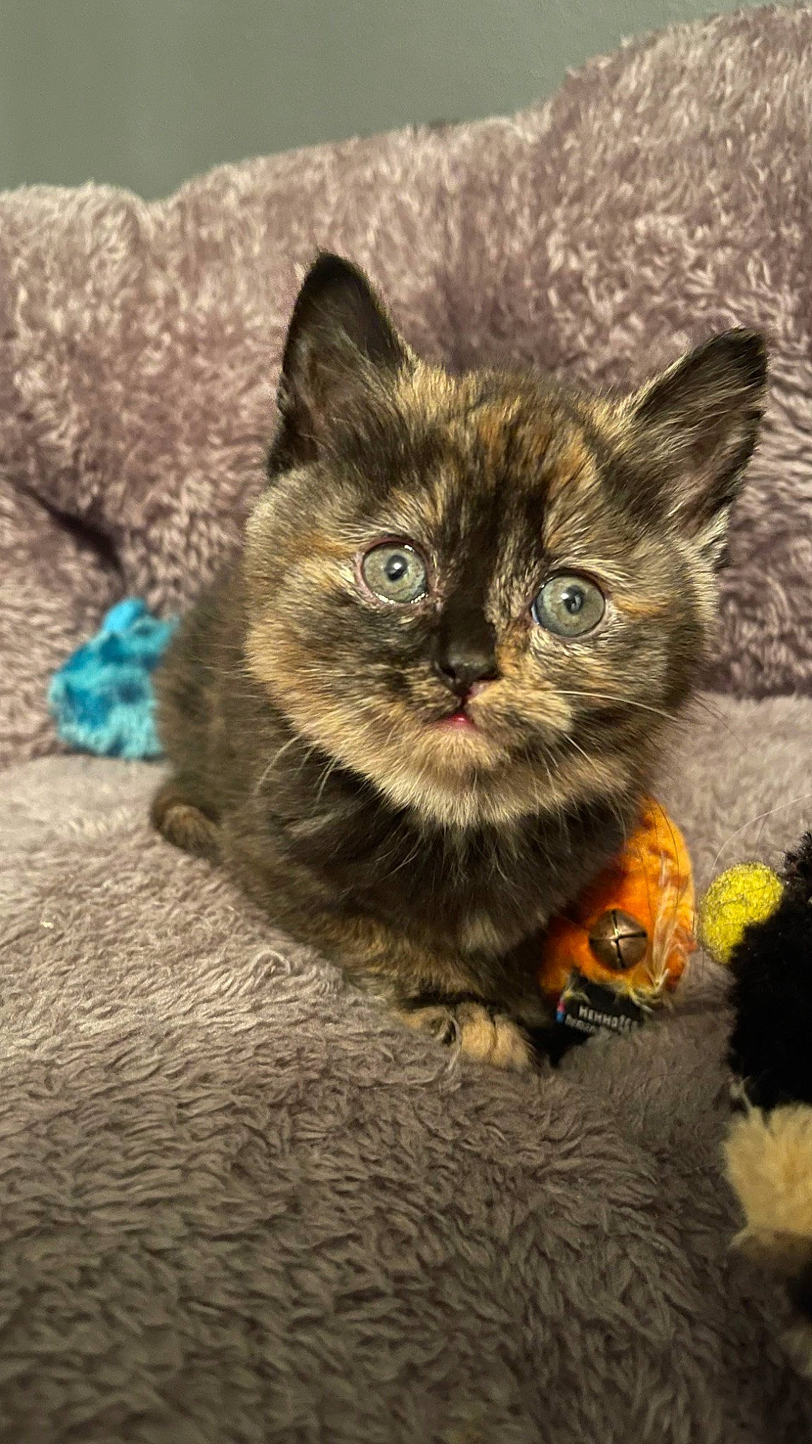 Flora joined the competition — help win amazing prizes! carnivore, cat, claw, domestic_short_haired_cat, fawn, felidae, fur, grass, paw, photo_caption, plant, sitting, small_to_medium_sized_cats, snout, tail, terrestrial_animal, vertebrate, whiskers, wildlife, window