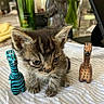 Kim Grote joined the competition — help win amazing prizes! kitten, cat, animal, pet, wooden_figurine, blue_figurine, brown_figurine, table, cloth, indoor, close_up, cute, small, feline, whiskers, ears, eyes, texture, decor, household