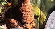 Kim Grote is registered to the contest to win money with this photo: cat, tabby_cat, sunlight, indoor, cushion, chair, plant, wooden_furniture, decorative_pillow, pet, feline, relaxing, cozy, warm_light, fur, sitting, profile_view, shadow, home, window_light