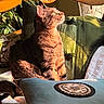 cat, tabby_cat, sunlight, indoor, cushion, chair, plant, wooden_furniture, decorative_pillow, pet, feline, relaxing, cozy, warm_light, fur, sitting, profile_view, shadow, home, window_light