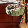 Kim Grote is registered to the contest to win money with this photo: cat, tabby, yawning, cat_tree, hammock, green, fluffy, toy, colorful, stretching, indoor, sunlight, wooden_furniture, relaxed, pet, whiskers, paw, feline, cozy, home