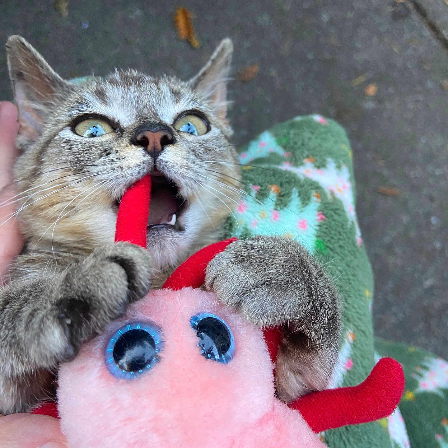 Kim Grote joined the competition — help win amazing prizes! cat, kitten, plush_toy, toy, animal, pet, cute, playful, bite, paws, eyes, feline, hand, blanket, pattern, green, pink, outdoor, concrete, closeup