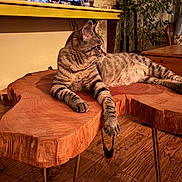 Kim Grote joined the competition — help win amazing prizes! cat, tabby_cat, wooden_table, indoor, furniture, living_room, flooring, plant, cushion, chair, relaxed, pet, striped_fur, calm, curious, animal, domestic, cozy, warm_lighting, wood_texture