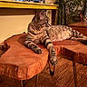 cat, tabby_cat, wooden_table, indoor, furniture, living_room, flooring, plant, cushion, chair, relaxed, pet, striped_fur, calm, curious, animal, domestic, cozy, warm_lighting, wood_texture