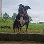Esco is registered to the contest to win money with this photo: dog, outdoor, grass, step, collar, sky, cloudy, tree, house, animal, pet, canine, alert, standing, nature, sidewalk, concrete, curious, brown, black