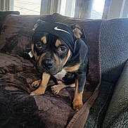 Esco joined the competition — help win amazing prizes! dog, nike, headband, brown_blanket, couch, window, indoor, pet, animal, black_and_tan, sitting, looking_up, cozy, furniture, domestic, canine, expression, ears, paws, light