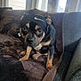 animal, black_and_tan, brown_blanket, canine, couch, cozy, dog, domestic, ears, expression, furniture, headband, indoor, light, looking_up, nike, paws, pet, sitting, window