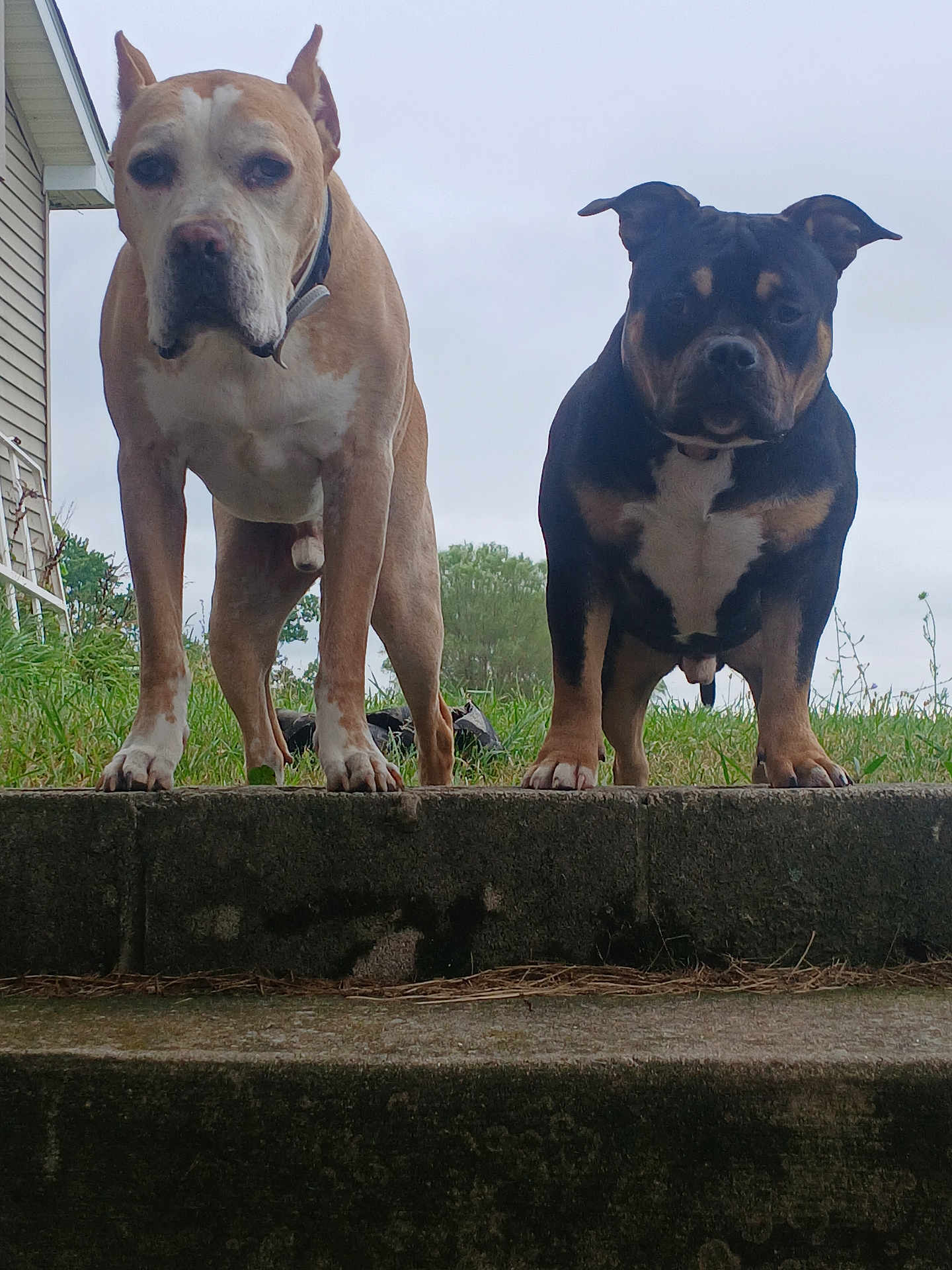 Esco is registered to the contest to win money with this photo: dog, pets, outdoor, grass, concrete, stairs, house, sidewalk, sky, overcast, animal, canine, brown_dog, black_dog, standing, front_view, ears_up, collar, daytime, nature
