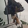 adventure, canine, car, collar, daytime, dog, fence, nature, outdoor, paw, pet, reflection, road, side_mirror, sky, street, travel, tree, vehicle, window