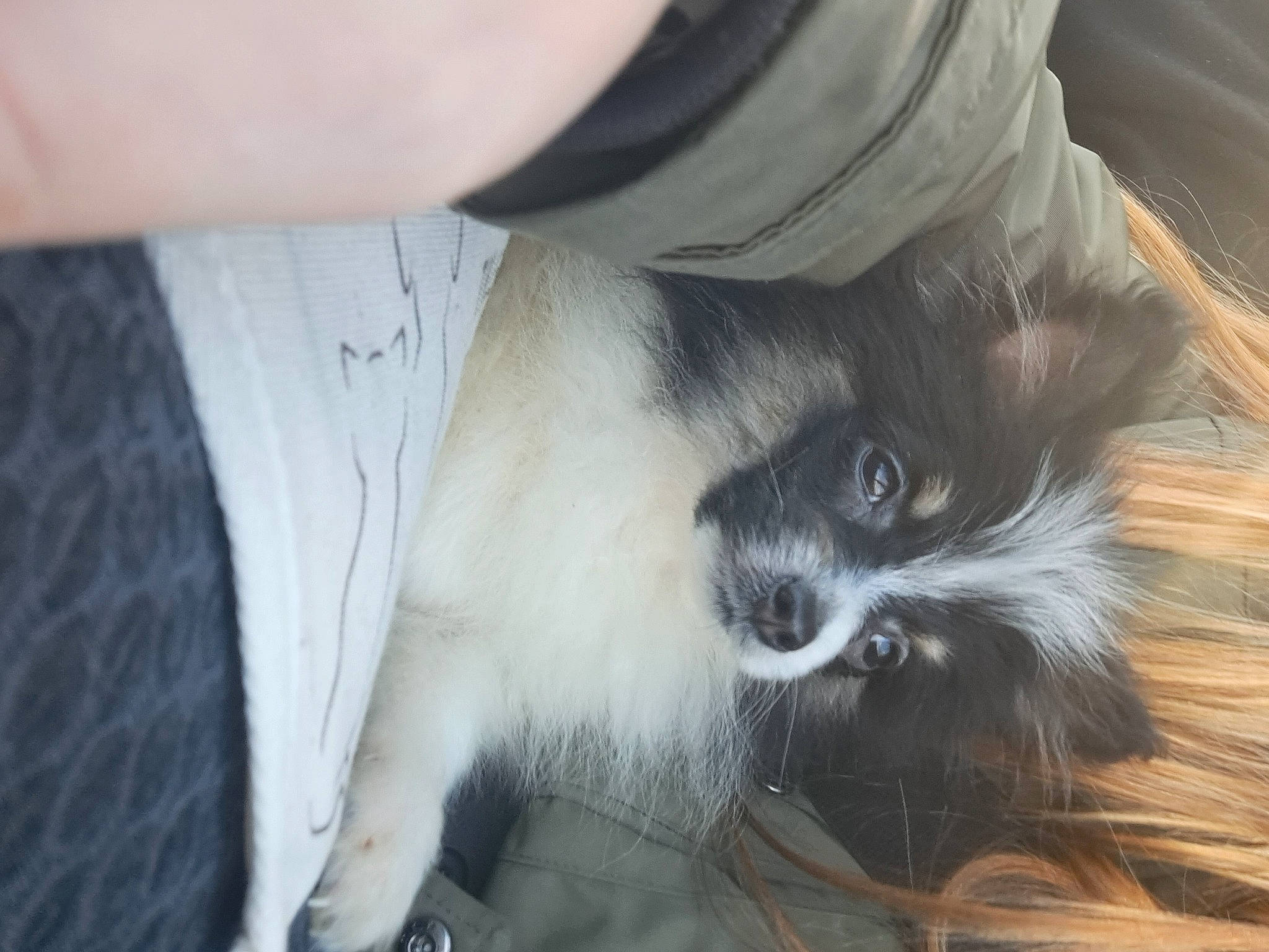 Titus participe au concours pour gagner de l'argent avec cette photo : canidae, carnivore, claw, comfort, companion_dog, dog_breed, dog_supply, fawn, felidae, foot, fur, grey, small_to_medium_sized_cats, snout, sporting_group, tail, terrestrial_animal, toy_dog, whiskers, working_animal