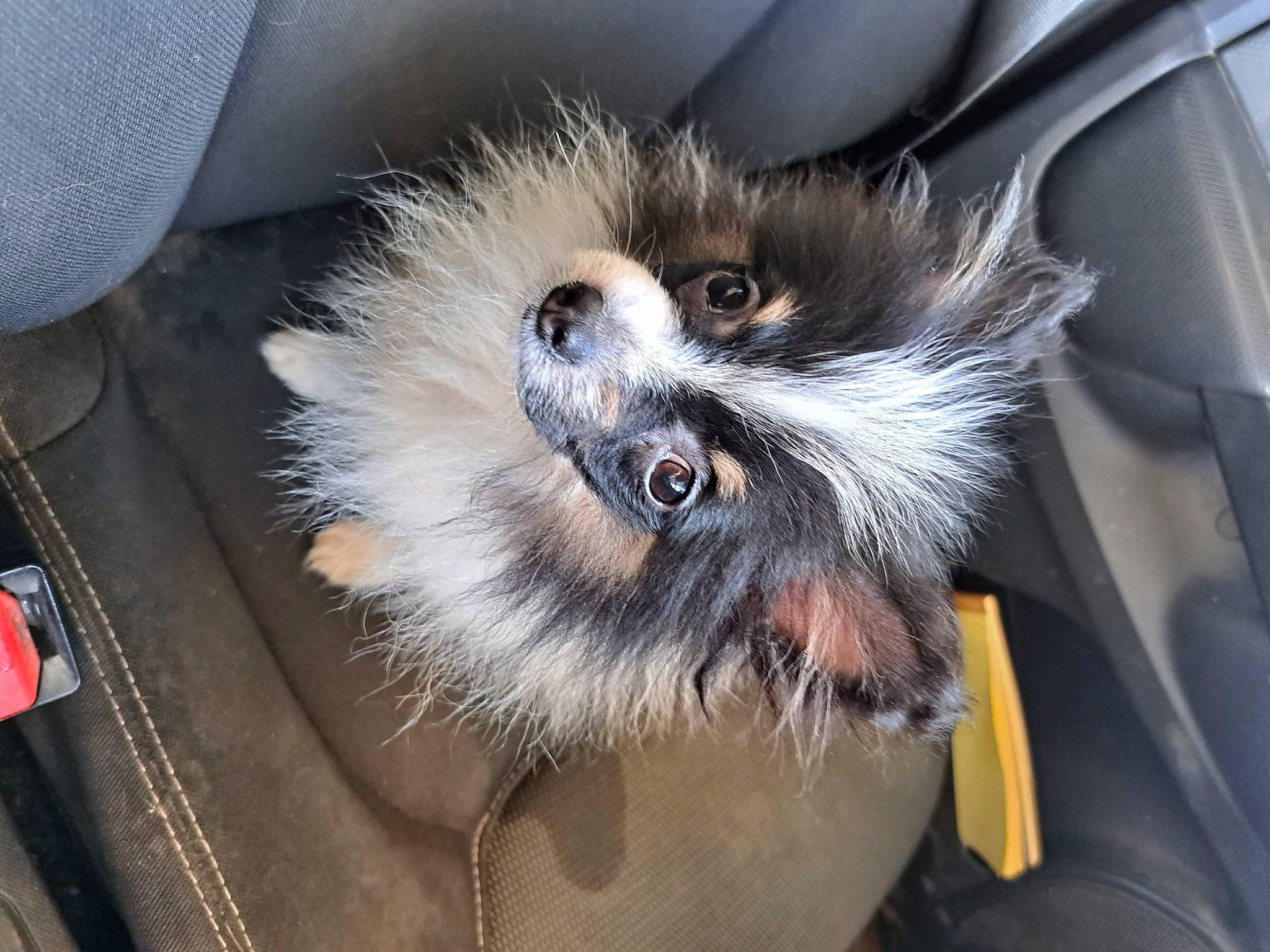 Titus participe au concours pour gagner de l'argent avec cette photo : canidae, carnivore, companion_dog, dog, dog_breed, fawn, felidae, fur, rim, small_to_medium_sized_cats, spoke, toy_dog, whiskers, working_animal