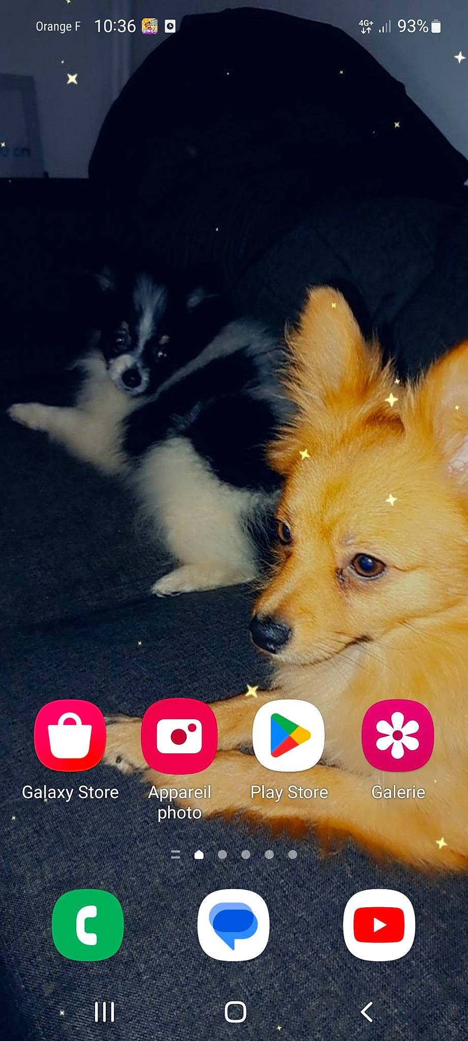 Titus participe au concours pour gagner de l'argent avec cette photo : canidae, carnivore, cat, companion_dog, dog, dog_breed, dog_supply, fawn, font, fur, happy, herding_dog, paw, photo_caption, snout, spitz, sporting_group, toy_dog, whiskers, working_animal