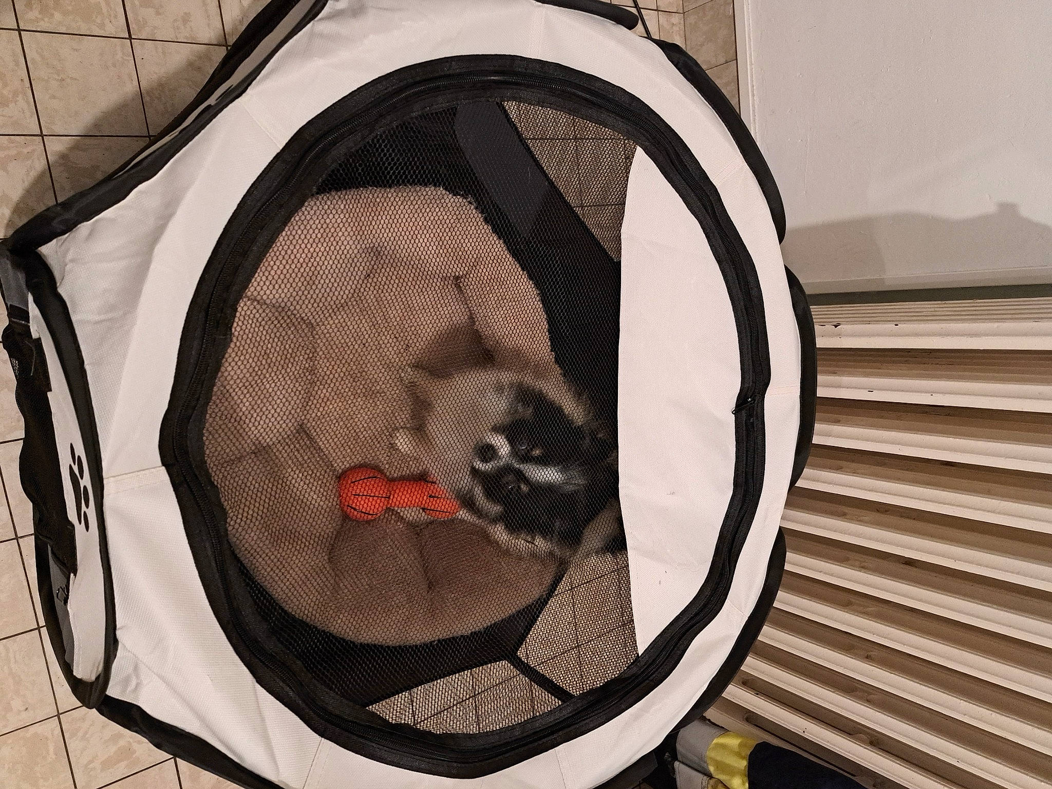 Titus a rejoint le concours — aidez-le/la à gagner de superbes lots ! canidae, carnivore, circle, comfort, dog_breed, dog_supply, door, grey, mammal, mesh, metal, pattern, pet_supply, rectangle, room, stairs, tail, visual_arts, wood