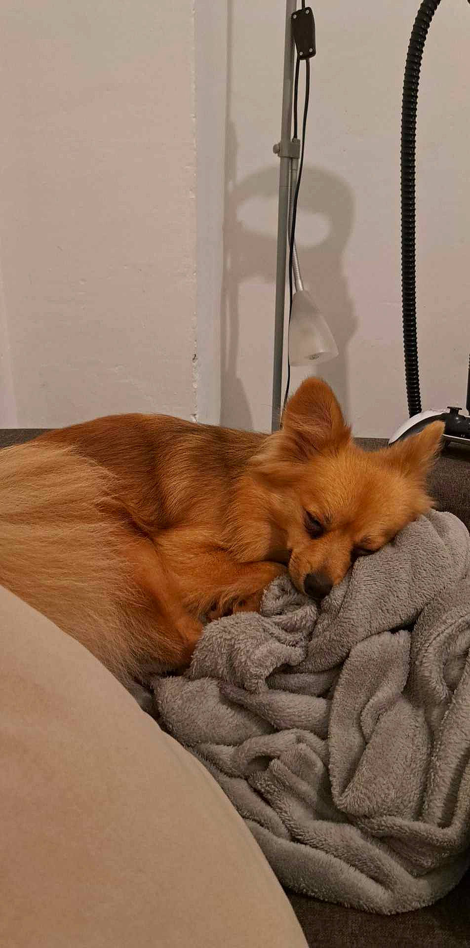 Sally participe au concours pour gagner de l'argent avec cette photo : canidae, carnivore, comfort, companion_dog, dog, dog_breed, dog_supply, fawn, fur, german_spitz_mittel, liver, snout, spitz, sporting_group, tail, terrestrial_animal, toy_dog, whiskers, window, wood