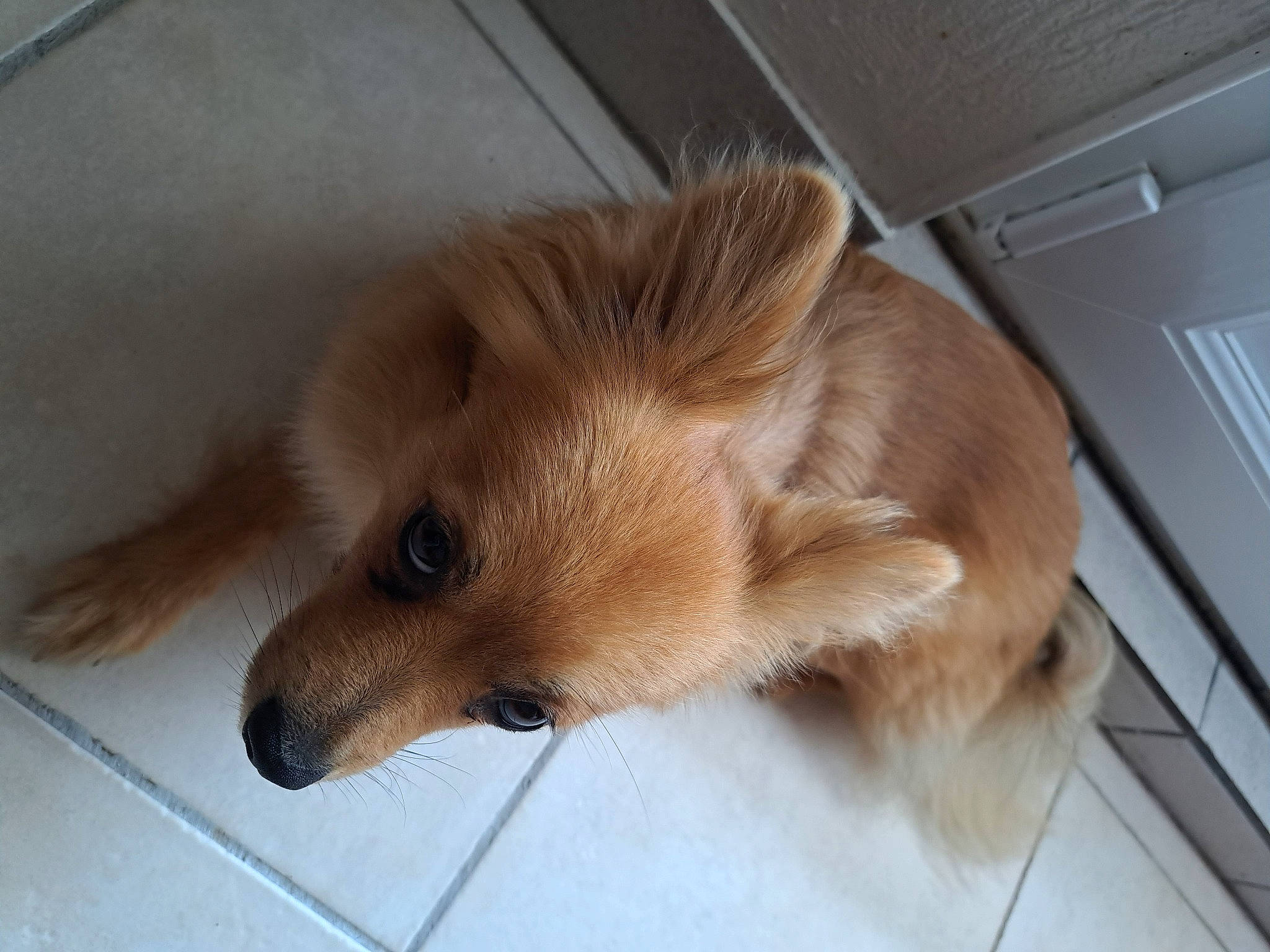 Sally participe au concours pour gagner de l'argent avec cette photo : canidae, carnivore, companion_dog, dog, dog_breed, fawn, flooring, fur, hardwood, liver, non_sporting_group, snout, spitz, sporting_group, toy_dog, whiskers, wood, working_animal