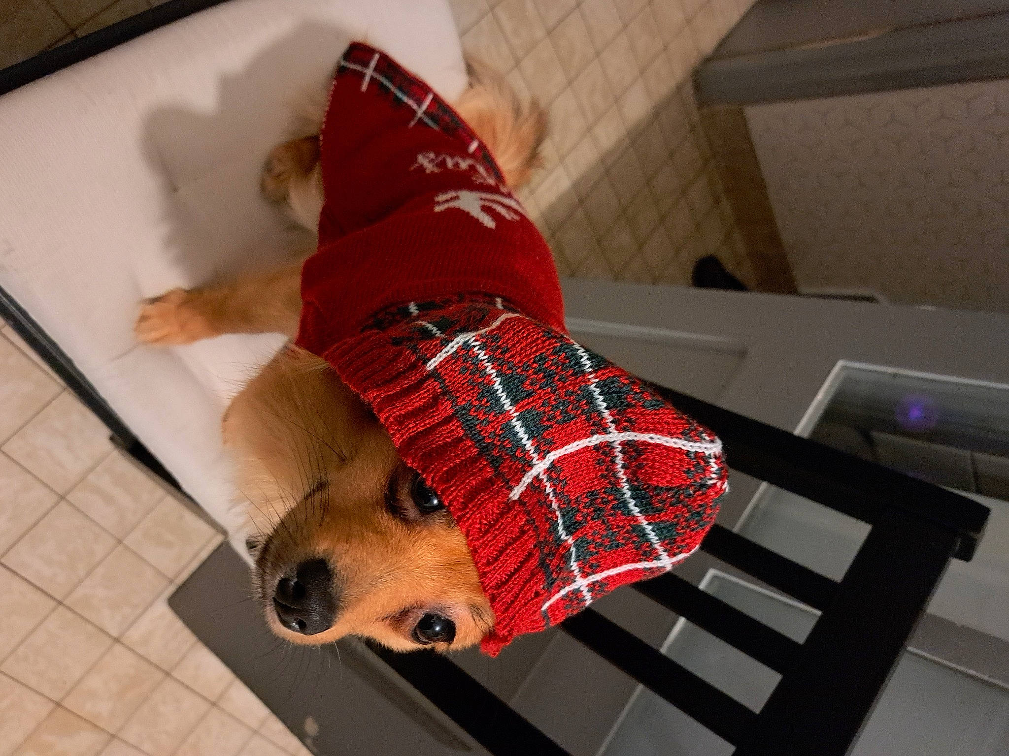 Sally a rejoint le concours — aidez-le/la à gagner de superbes lots ! aircraft, canidae, carnivore, companion_dog, dog, dog_breed, dog_clothes, dog_supply, fawn, flooring, fur, linens, pattern, pet_supply, plaid, snout, sporting_group, tartan, wood, working_animal