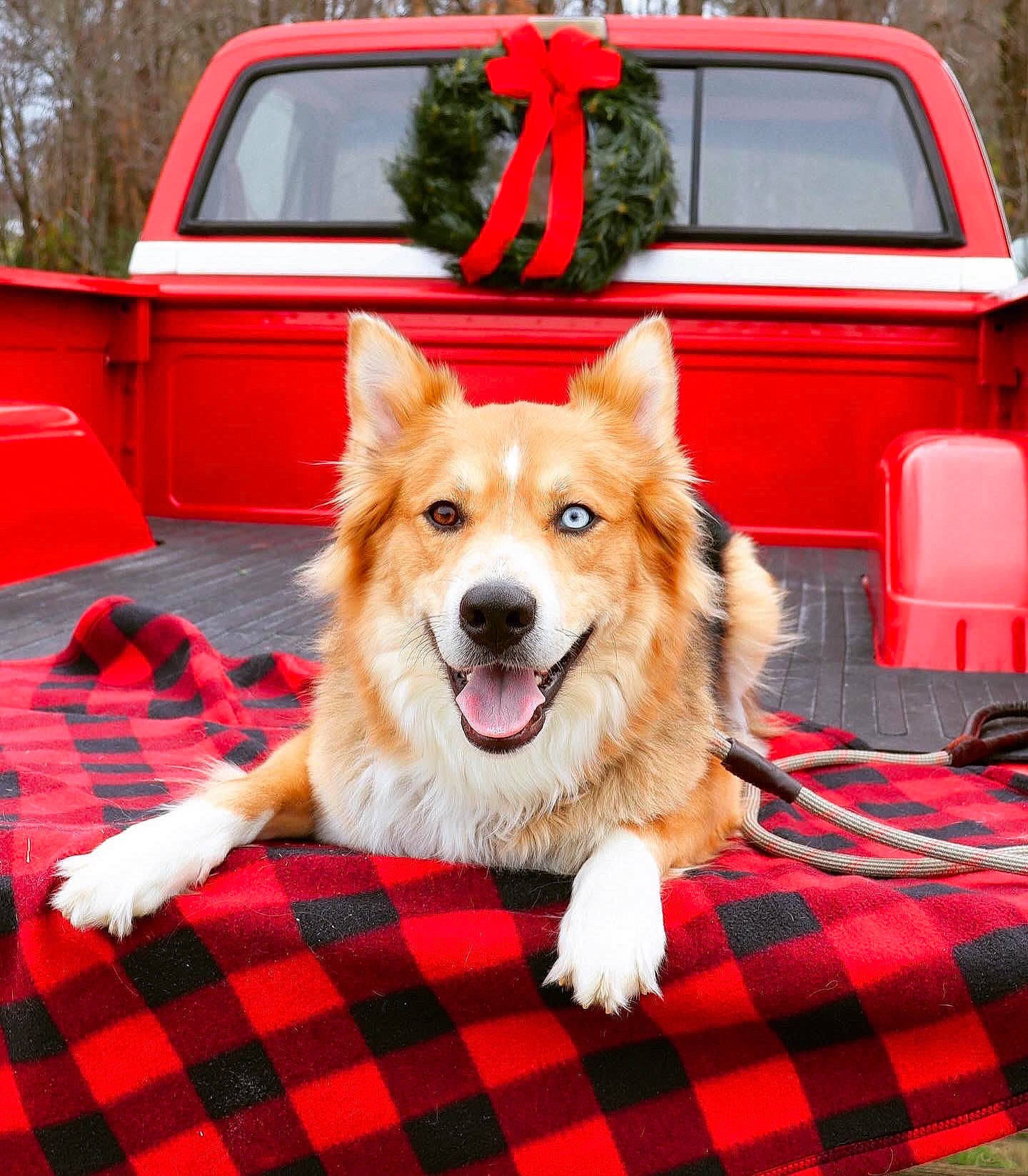Bullet is registered to the contest to win money with this photo: automotive_exterior, automotive_lighting, car, carnivore, companion_dog, dog, dog_breed, fawn, grass, hood, land_vehicle, motor_vehicle, pattern, plaid, plant, snout, tartan, tree, vehicle, vehicle_door