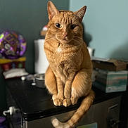 Gigi is registered to the contest to win money with this photo: cat, ginger_cat, pet, animal, indoor, kitchen, counter, fur, whiskers, tail, sitting, looking, blurred_background, domestic, feline, orange, portrait, mammal, cute, home