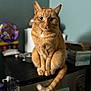 cat, ginger_cat, pet, animal, indoor, kitchen, counter, fur, whiskers, tail, sitting, looking, blurred_background, domestic, feline, orange, portrait, mammal, cute, home