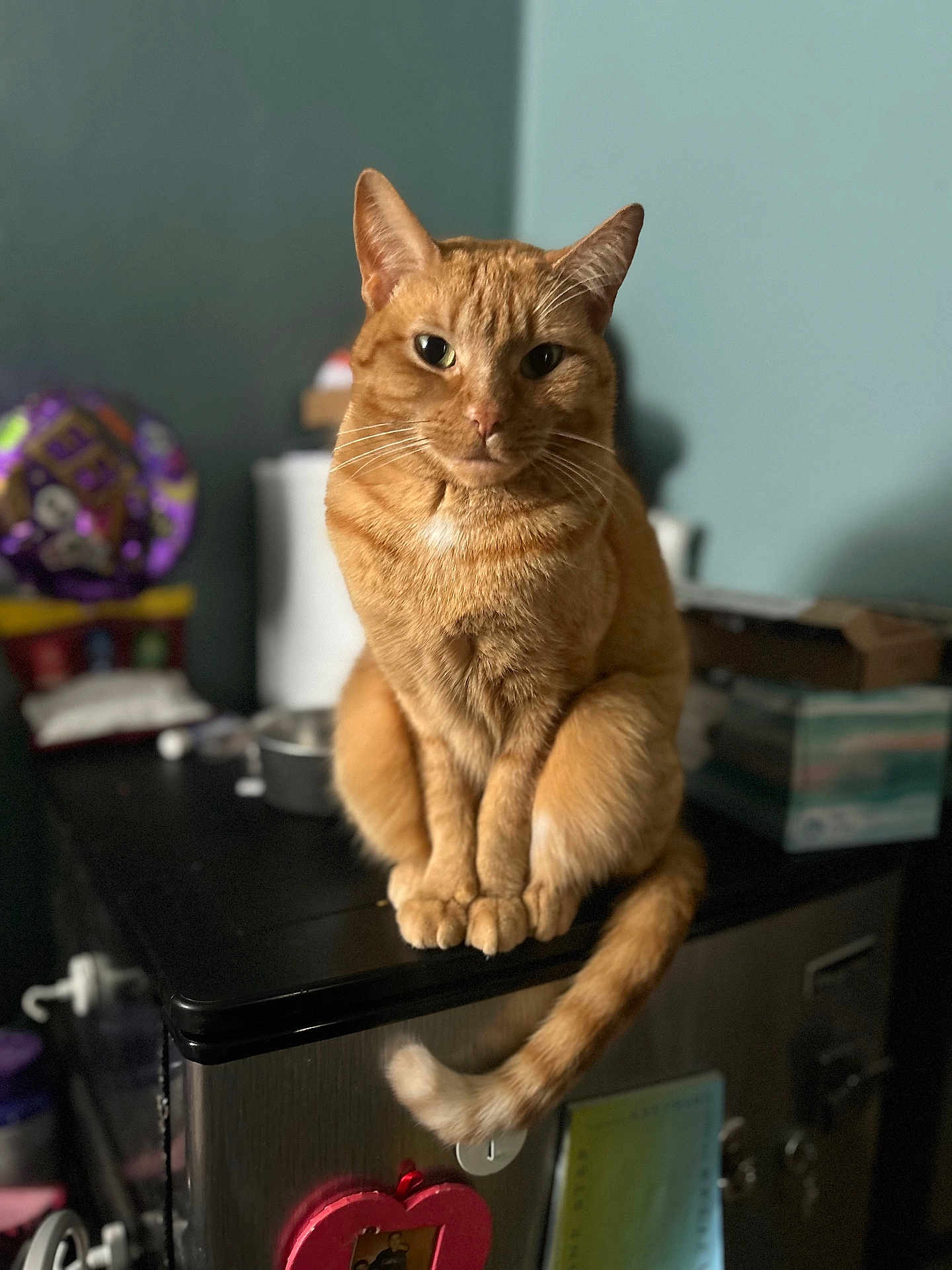Gigi is registered to the contest to win money with this photo: cat, ginger_cat, pet, animal, indoor, kitchen, counter, fur, whiskers, tail, sitting, looking, blurred_background, domestic, feline, orange, portrait, mammal, cute, home