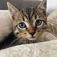 Bilou a rejoint le concours — aidez-le/la à gagner de superbes lots ! kitten, cat, tabby, close_up, blue_eyes, whiskers, fur, pet, animal, cute, cozy, blanket, soft, indoor, young, face, portrait, domestic_cat, resting, curious