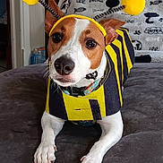 Zelda is registered to the contest to win money with this photo: dog, costume, bee, pet, animal, brown_and_white, indoor, blanket, soft_furniture, cute, antennas, lying_down, close_up, collar, playful, adorable, furry, domestic_animal, face, ears