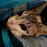 Snickers is registered to the contest to win money with this photo: cat, animal, pet, blanket, cozy, fur, cute, whiskers, face, ear, sleepy, resting, closeup, indoor, comfort, soft, curious, tabby, cute_animal, snuggled