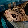 cat, animal, pet, blanket, cozy, fur, cute, whiskers, face, ear, sleepy, resting, closeup, indoor, comfort, soft, curious, tabby, cute_animal, snuggled