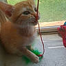 Maisy is registered to the contest to win money with this photo: cat, closeup, curious, feather_toy, fur, green, indoor, kitten, natural_light, orange_cat, paw, pet, playful, red, string, toy, whiskers, window, windowsill, young_animal