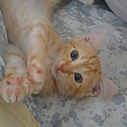 Maisy joined the competition — help win amazing prizes! kitten, cat, orange_tabby, pet, cute, playful, paws, lying_down, indoor, cushion, blanket, fur, animal, young, whiskers, ears, eyes, relaxed, home, cozy