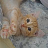 kitten, cat, orange_tabby, pet, cute, playful, paws, lying_down, indoor, cushion, blanket, fur, animal, young, whiskers, ears, eyes, relaxed, home, cozy