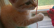 Maisy is registered to the contest to win money with this photo: animal, background, cat, curious, cute, domestic, feathers, feline, green, indoor, kitten, natural_light, orange_cat, paw, pet, playful, string, toy, window, young_animal
