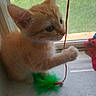 Maisy is registered to the contest to win money with this photo: kitten, cat, orange_cat, window, toy, string, feathers, paw, curious, indoor, pet, young_animal, playful, natural_light, green, background, feline, cute, animal, domestic