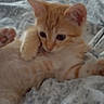 Maisy is registered to the contest to win money with this photo: kitten, cat, orange_tabby, paw, bedspread, soft, patterned, cute, small, fur, playful, lying_down, pet, animal, indoor, cozy, young, curious, resting, whiskers