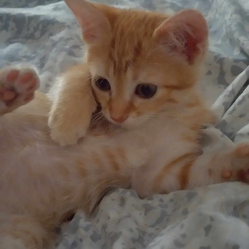 Maisy