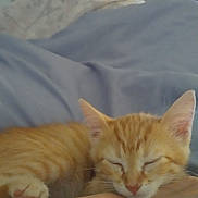 Maisy is registered to the contest to win money with this photo: animal, bed, blanket, cat, comfort, cozy, cute, domestic_animal, feline, human_arm, indoor, kitten, nap, orange_tabby, paw, pet, relaxation, resting, sleeping, soft