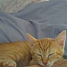animal, bed, blanket, cat, comfort, cozy, cute, domestic_animal, feline, human_arm, indoor, kitten, nap, orange_tabby, paw, pet, relaxation, resting, sleeping, soft