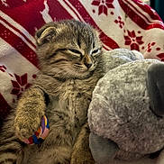 Mochi a rejoint le concours — aidez-le/la à gagner de superbes lots ! kitten, cat, sleepy, plush_toy, stuffed_animal, blanket, red, white, patterned, paw, colorful_ball, cozy, indoor, cute, feline, young, fur, relaxed, closeup, resting