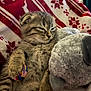 kitten, cat, sleepy, plush_toy, stuffed_animal, blanket, red, white, patterned, paw, colorful_ball, cozy, indoor, cute, feline, young, fur, relaxed, closeup, resting
