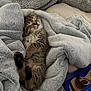 kitten, cat, sleeping, blanket, cozy, tabby, fur, paw, pet, cute, resting, indoors, soft, comfort, nap, feline, animal, relaxation, bed, warm