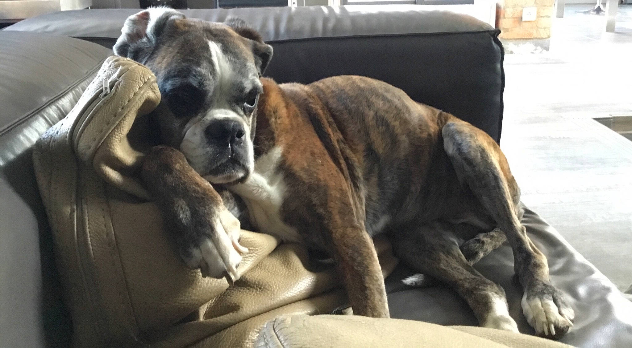 Dream participe au concours pour gagner de l'argent avec cette photo : american_bulldog, australian_bulldog, boxer, bulldog, canidae, carnivore, companion_dog, dog, dog_breed, mammal, molosser, non_sporting_group, old_english_bulldog, olde_english_bulldogge, rare_breed_dog, renascence_bulldogge, snout, sporting_group, valley_bulldog, vertebrate