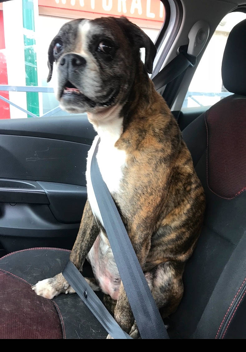 Dream a rejoint le concours — aidez-le/la à gagner de superbes lots ! american_bulldog, boxer, bulldog, canidae, car, car_seat, carnivore, companion_dog, dog, dog_breed, fawn, mammal, non_sporting_group, olde_english_bulldogge, rare_breed_dog, snout, sporting_group, valley_bulldog, vehicle, vehicle_door