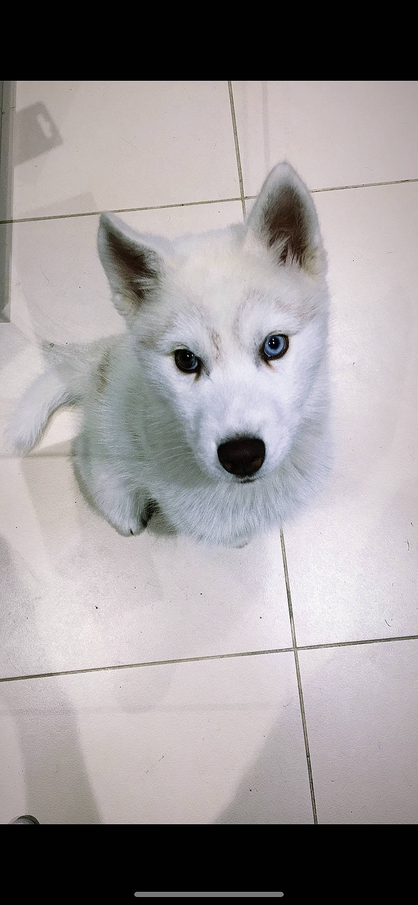 Odin participe au concours pour gagner de l'argent avec cette photo : berger_blanc_suisse, canadian_eskimo_dog, canidae, carnivore, dog, dog_breed, eye, greenland_dog, kishu, korean_jindo_dog, mammal, rare_breed_dog, sakhalin_husky, samoyed, siberian_husky, snout, vertebrate, white, white_shepherd, wolfdog