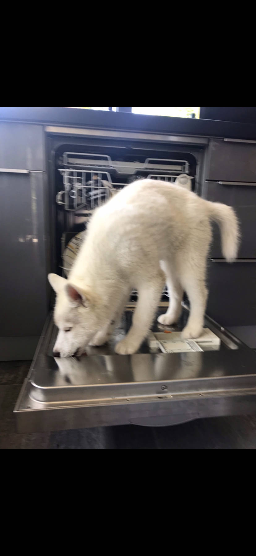 Odin participe au concours pour gagner de l'argent avec cette photo : berger_blanc_suisse, canidae, carnivore, dog, dog_breed, fur, kintamani, kishu, korean_jindo_dog, mammal, samoyed, tail, white_shepherd