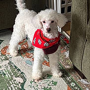 Diego is registered to the contest to win money with this photo: dog, poodle, white_dog, bandana, red_bandana, pet, indoor, carpet, rug, furniture, living_room, curly_fur, standing, alert, animal, cute, small_dog, domestic_animal, floor, home