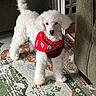 dog, poodle, white_dog, bandana, red_bandana, pet, indoor, carpet, rug, furniture, living_room, curly_fur, standing, alert, animal, cute, small_dog, domestic_animal, floor, home