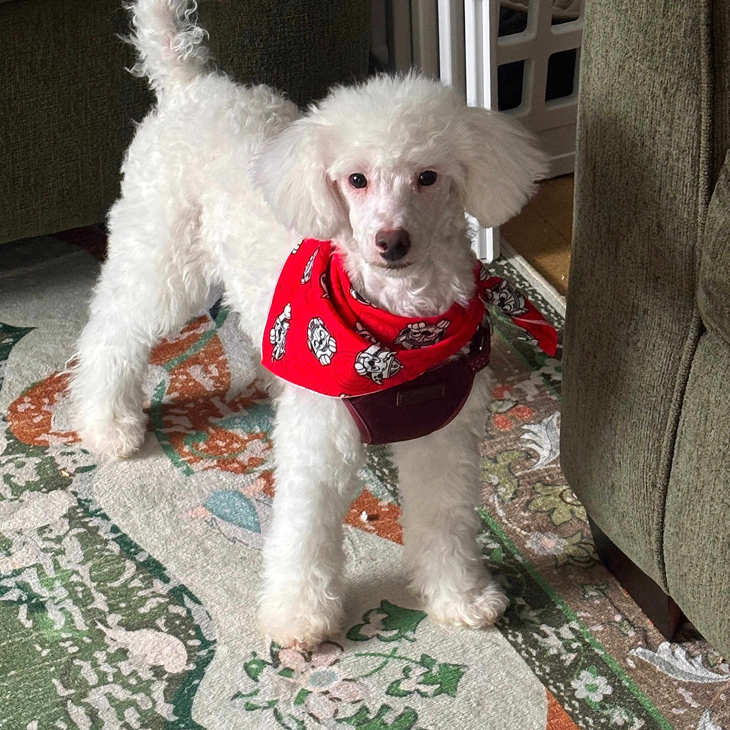 Diego is registered to the contest to win money with this photo: dog, poodle, white_dog, bandana, red_bandana, pet, indoor, carpet, rug, furniture, living_room, curly_fur, standing, alert, animal, cute, small_dog, domestic_animal, floor, home